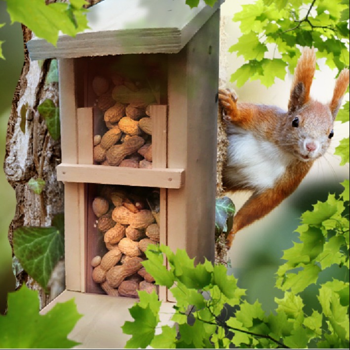Holz Junior I: Eichhörnchen Futterhaus (im August)